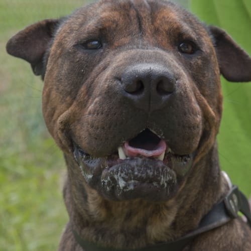 No photo for Id Ao232 Winston