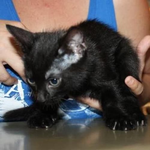 No photo for Schnookens