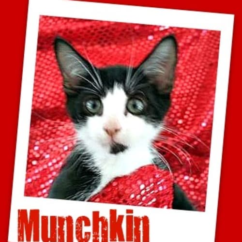 No photo for Munchkin