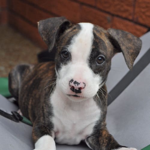 Tango - the adorable puppy!