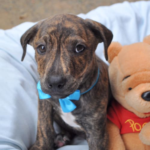 No photo for Bravo   The Relaxed Puppy!