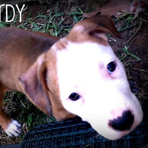 No photo for Gordy