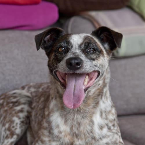 No photo for Trixie *On Trial Adoption*