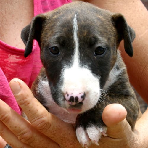 No photo for Mirra/Adopted