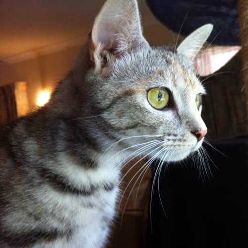 Rosie -On Trial in Her New Home!