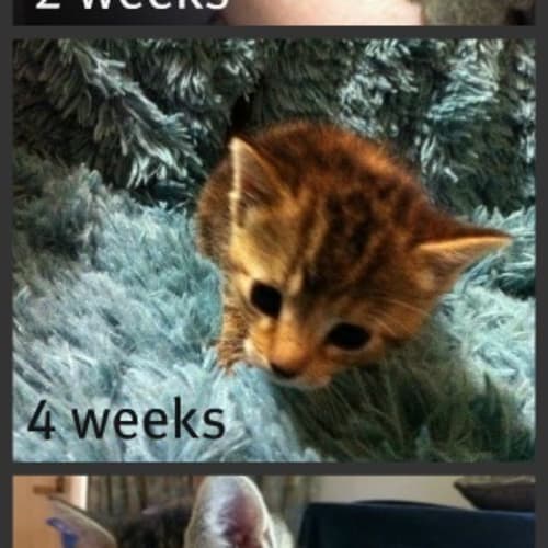 Clover - On Trial in Her New Home!