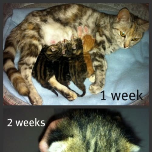 Dahlia - On Trial in Her New Home!