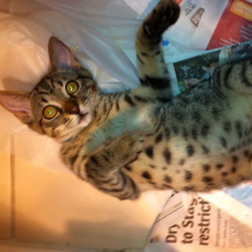 No photo for Bengal Kittys