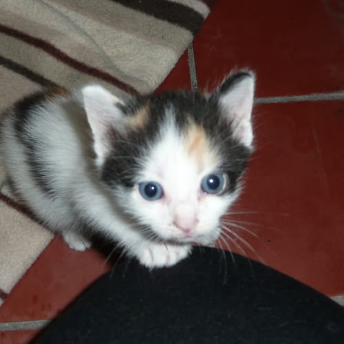 No photo for Dora **Kittens On Campus**