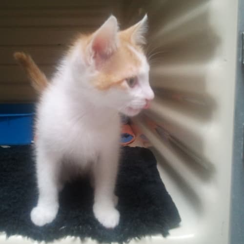 No photo for Albie **Kittens On Campus**