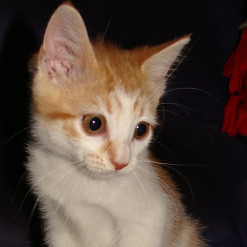 Leila