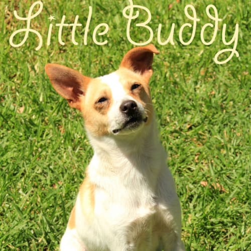 Little Buddy (On Trial)