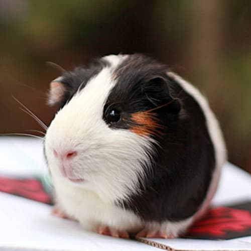 No photo for Tommy! (Must Be Adopted With Tucker)