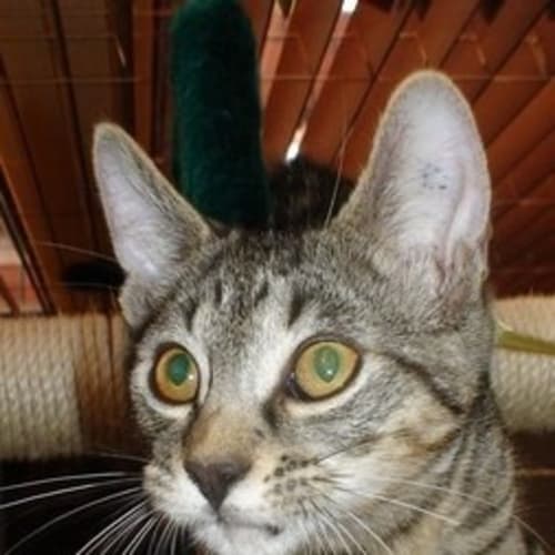 No photo for ** On Trial With His New Family ** Bono