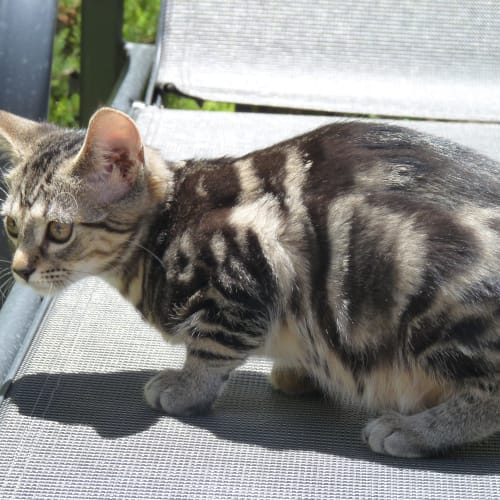 No photo for **On Trial With My New Family** Yoda