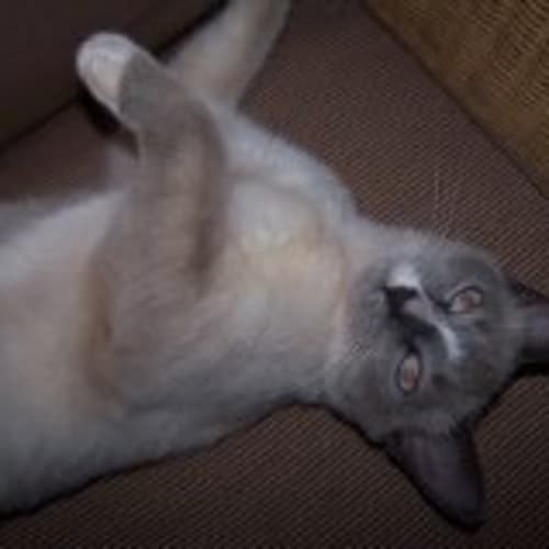 No photo for Sealy
