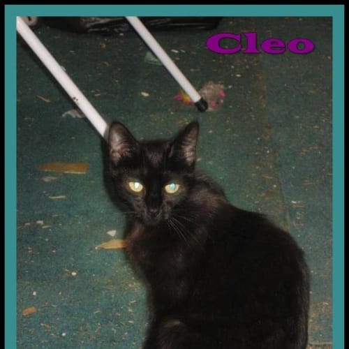 No photo for Cleo