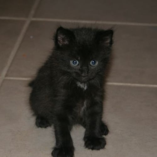 No photo for Jagger Hc085 *Adoption Pending*