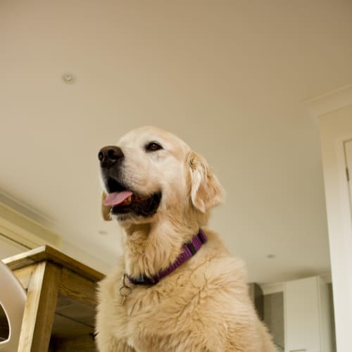 No photo for Bailey