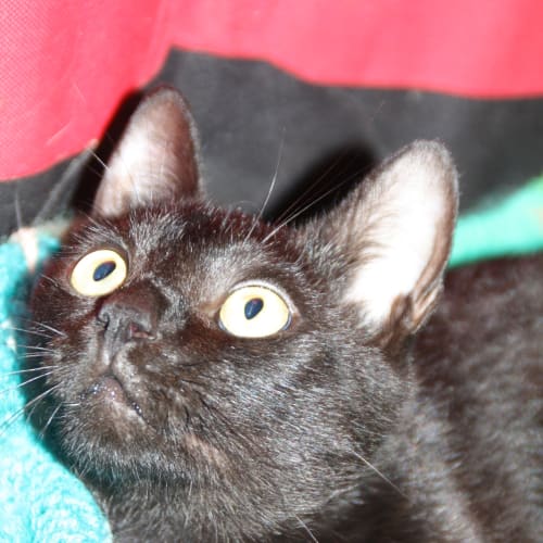 No photo for Lila (Burmese Cross)