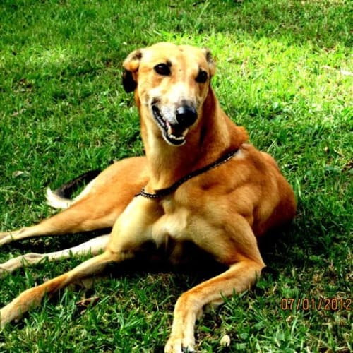 No photo for Lady   Urgent Foster Carer Needed