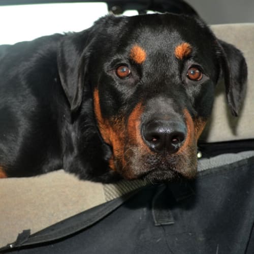 No photo for Archie  I Have A Big Heart!!!!!