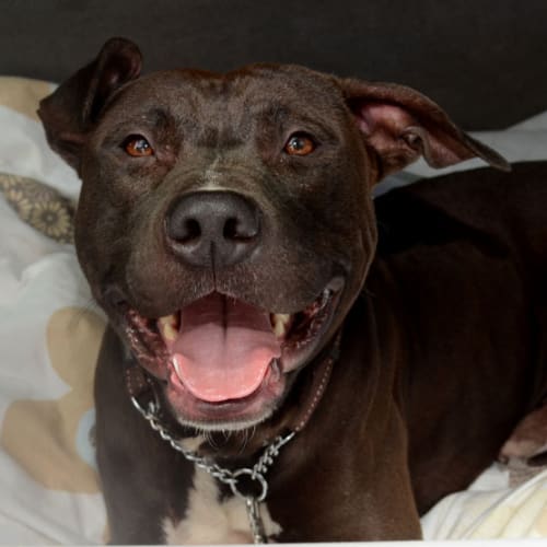 No photo for Sebastian   Such A Good Placid Boy!!!