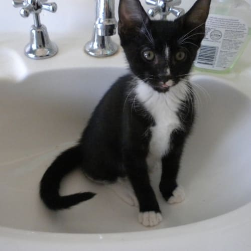 No photo for Blaze *On Trial*