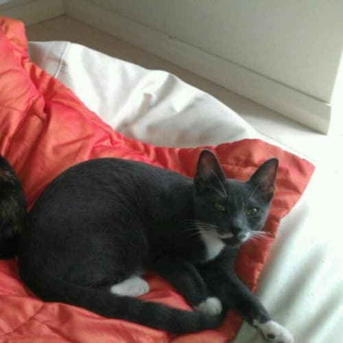 No photo for Sparkles