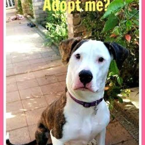 Millie ~ Great Dane x (adopted 13/8/17)