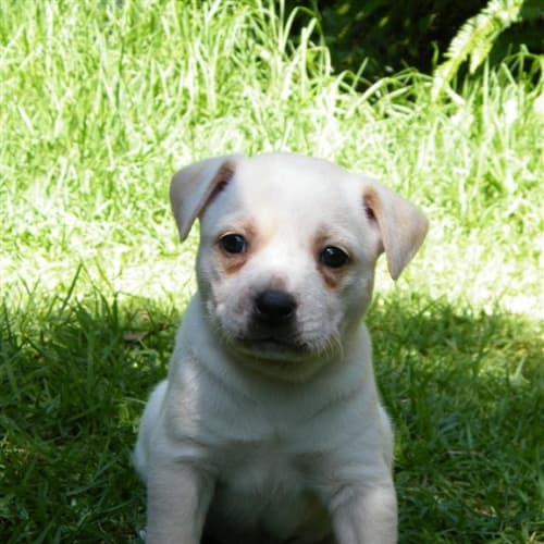 No photo for Angel *Reserved*