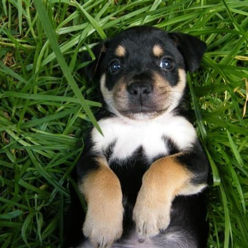 No photo for Jett *Reserved*