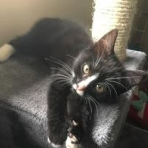 Bella