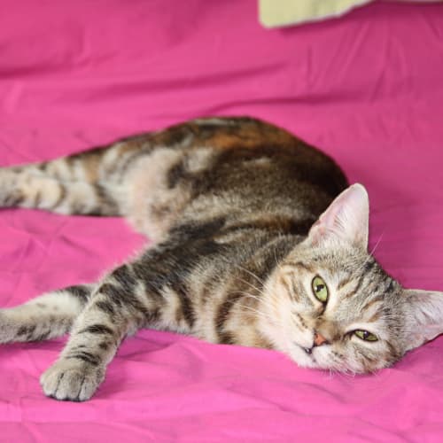 No photo for Xena (Miniature Cat)