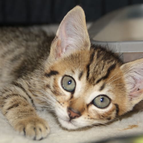 No photo for Female Kittens From 8 Weeks