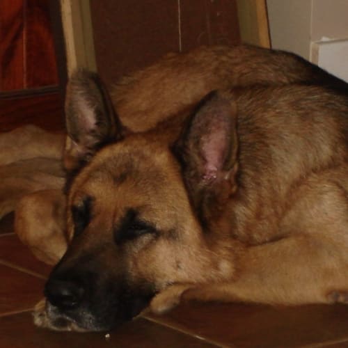 No photo for Brock On Trial With His New Family