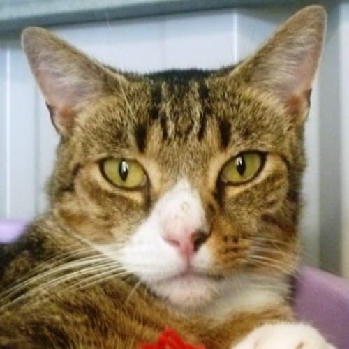 No photo for Boots 720641