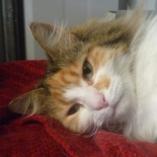 No photo for Ziggy 720277