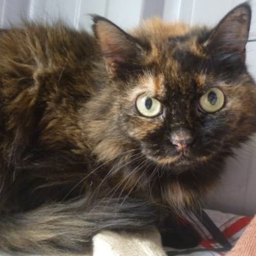 No photo for Eley 720380