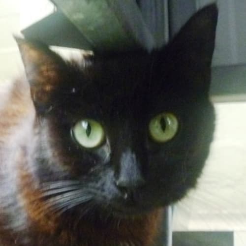 No photo for Helene 720898