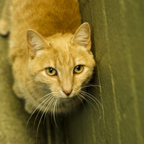 No photo for Crumpet 721247