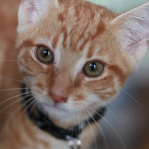 No photo for Pound Cats | Ginger Meggs
