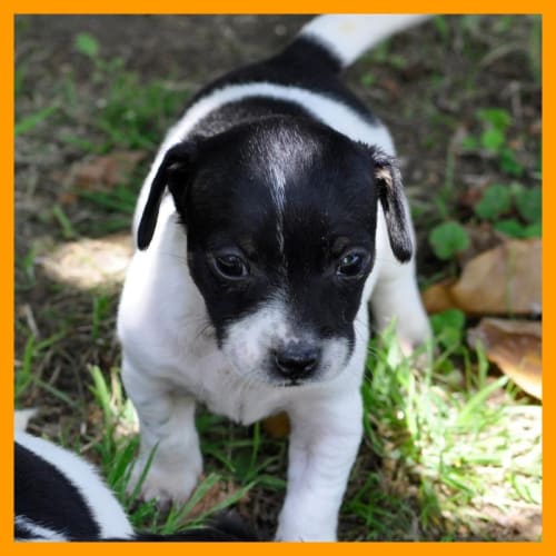 No photo for Connect 4   Im On Trial 12/02/12