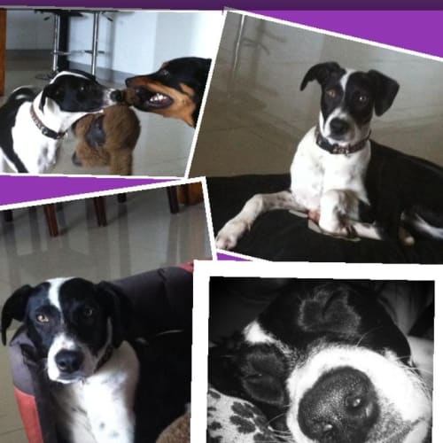 No photo for Flip *On Trial*