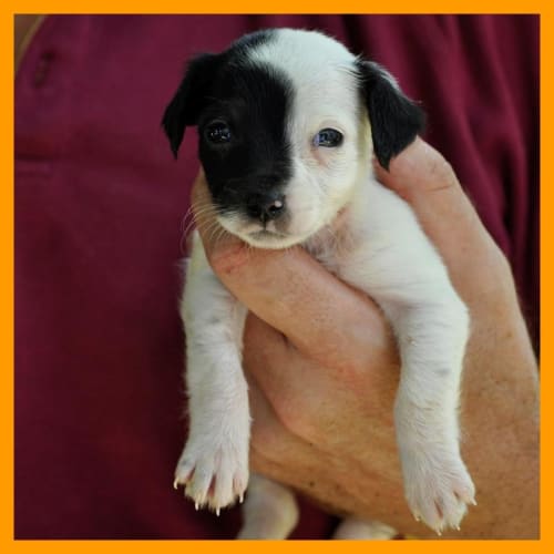 No photo for Jelly Bean   Woohoo! I'm On Trial