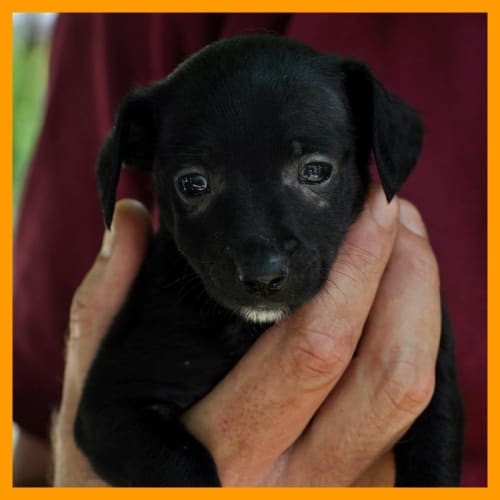 No photo for Zorro   On Trial! Woohoo!!!