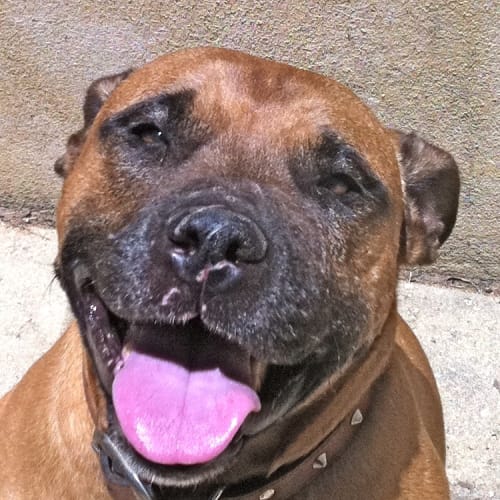 No photo for Urgent Foster Care