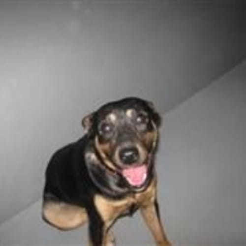 No photo for Pound Dog Needing Foster Care