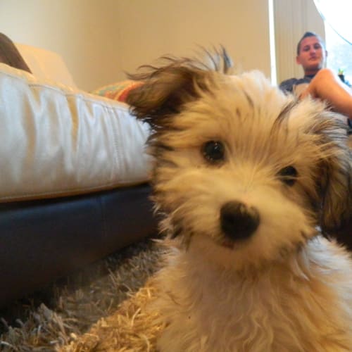 No photo for **On Trial In My New Home** Newman