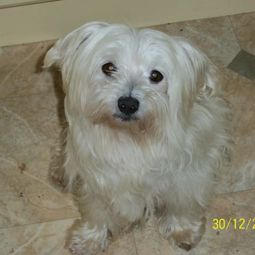 No photo for Cuddles(on Trial)